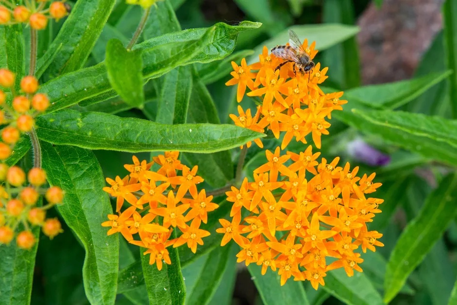 BUTTERFLY WEED (Asclepias tuberosa)