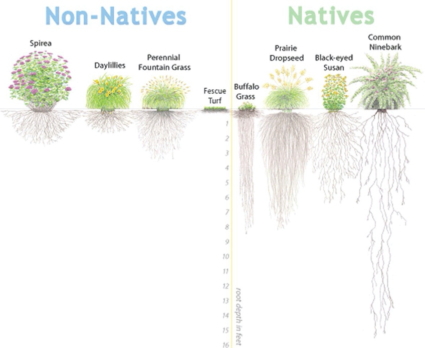 native vs non-native